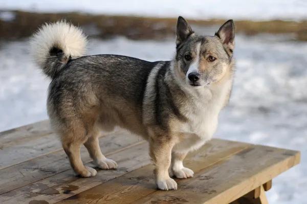 A Swedish Vallhund