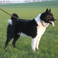 A Karelian Bear Dog dog