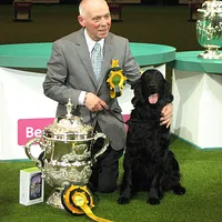 Flat-Coated Retriever
