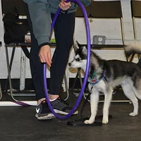 Alaskan Klee Kai, picture 10 of 10