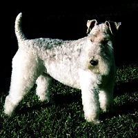 Wire Fox Terrier, picture 2 of 8