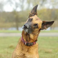 Belgian Laekenois