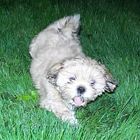 Tibetan Spaniel, picture 9 of 10