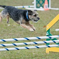 Border Terrier, picture 6 of 8