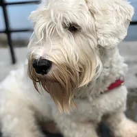 Sealyham Terrier, picture 2 of 8