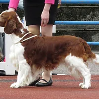 English Springer Spaniel, picture 6 of 8