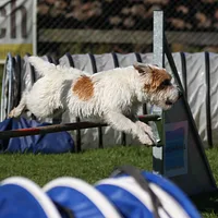 Russell Terrier, picture 6 of 9