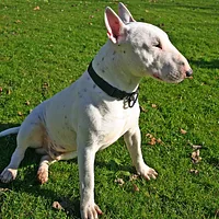 Miniature Bull Terrier, picture 2 of 9