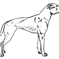 Bull Terrier