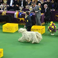 Komondor, picture 7 of 8