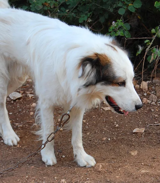 A Tornjak
