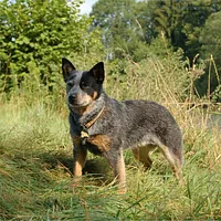 Australian Cattle Dog, picture 3 of 10
