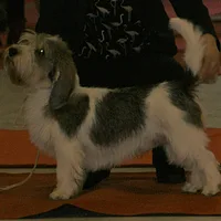 Petit Basset Griffon Vendéen, picture 7 of 9