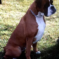 Boxer, picture 7 of 9