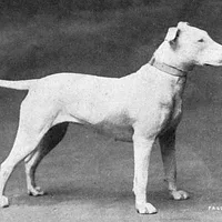 Bull Terrier, picture 5 of 6