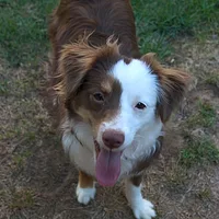 Miniature American Shepherd, picture 6 of 10