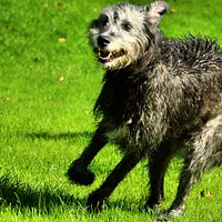 Irish Wolfhound, picture 2 of 7