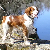 Papillon, picture 2 of 7
