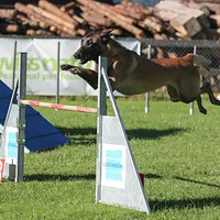 Belgian Malinois, picture 5 of 8