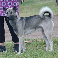Kishu Ken, picture 5 of 10