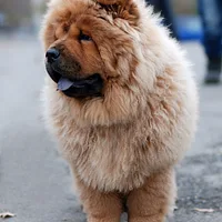 Chow Chow, picture 2 of 10