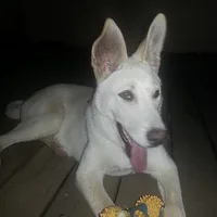 Canaan Dog, picture 10 of 10