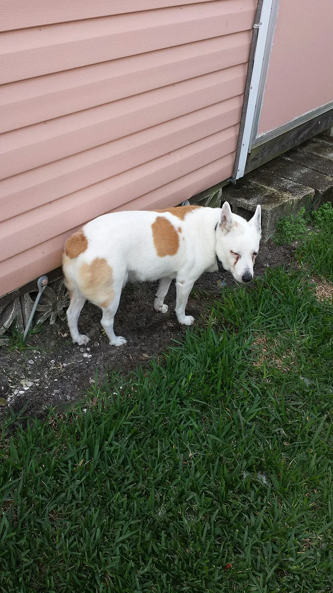 Australian Stumpy Tail Cattle Dog