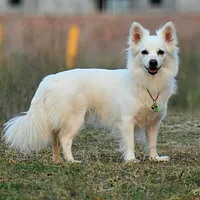 Japanese Spitz, picture 2 of 9