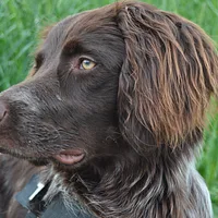 German Longhaired Pointer, picture 2 of 7
