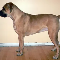 Boerboel