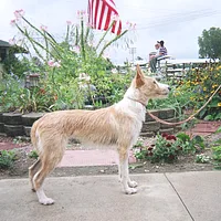 Portuguese Podengo Pequeno