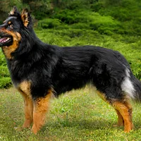 Bohemian Shepherd, picture 2 of 9