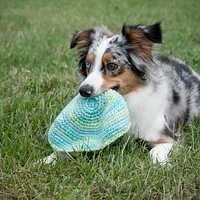 Miniature American Shepherd, picture 4 of 10