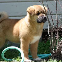 Akita, picture 5 of 10