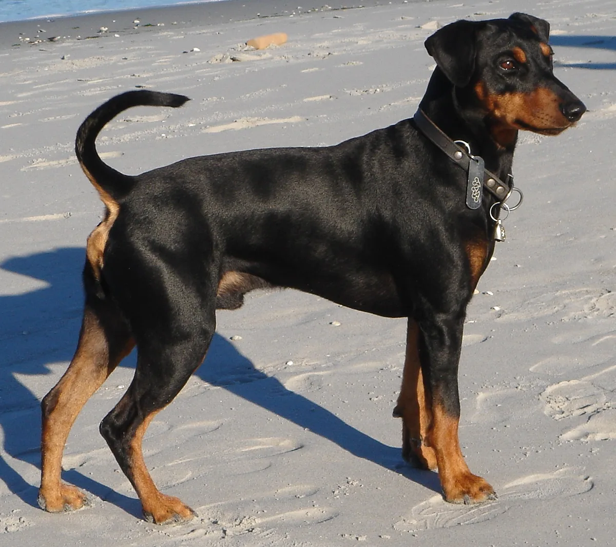 German Pinscher