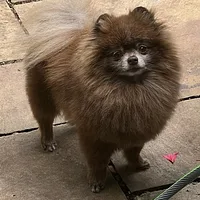 Pomeranian, picture 3 of 8