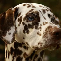 Dalmatian, picture 2 of 9