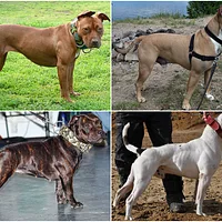 American Bulldog