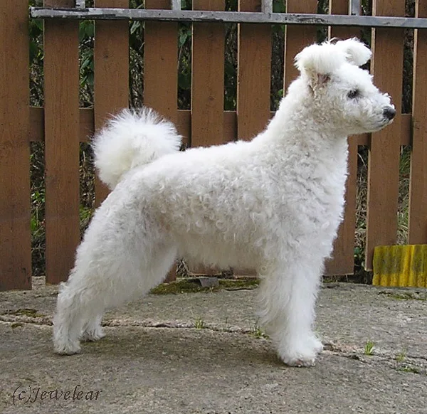 A Pumi