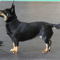 Lancashire Heeler, picture 6 of 8