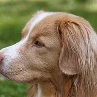 Nova Scotia Duck Tolling Retriever, picture 3 of 9