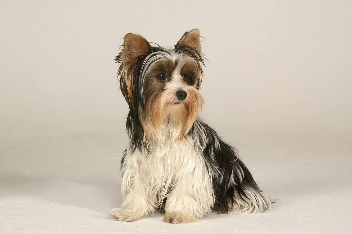 Biewer Terrier dog, photographed by Detlef Breiting