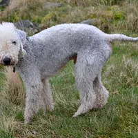 Bedlington Terrier