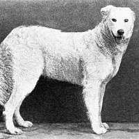 Kuvasz, picture 6 of 9