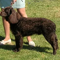 A American Water Spaniel dog