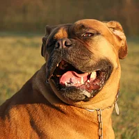 Dogue de Bordeaux