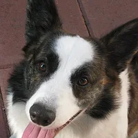 Cardigan Welsh Corgi