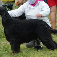 Gordon Setter