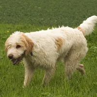 A Petit Basset Griffon Vendéen dog