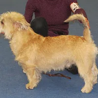Glen of Imaal Terrier, picture 8 of 10